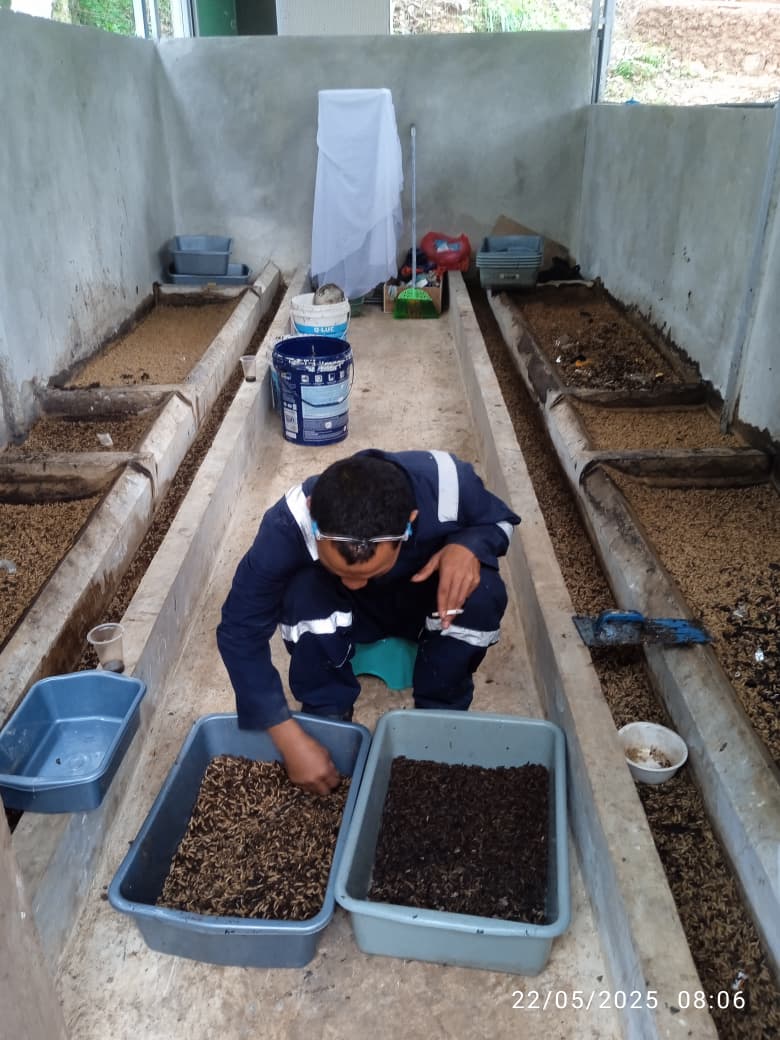 Kegiatan: Budidaya Magot